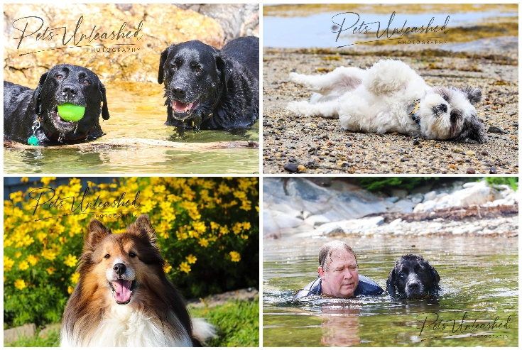 Pets Unleashed Photography